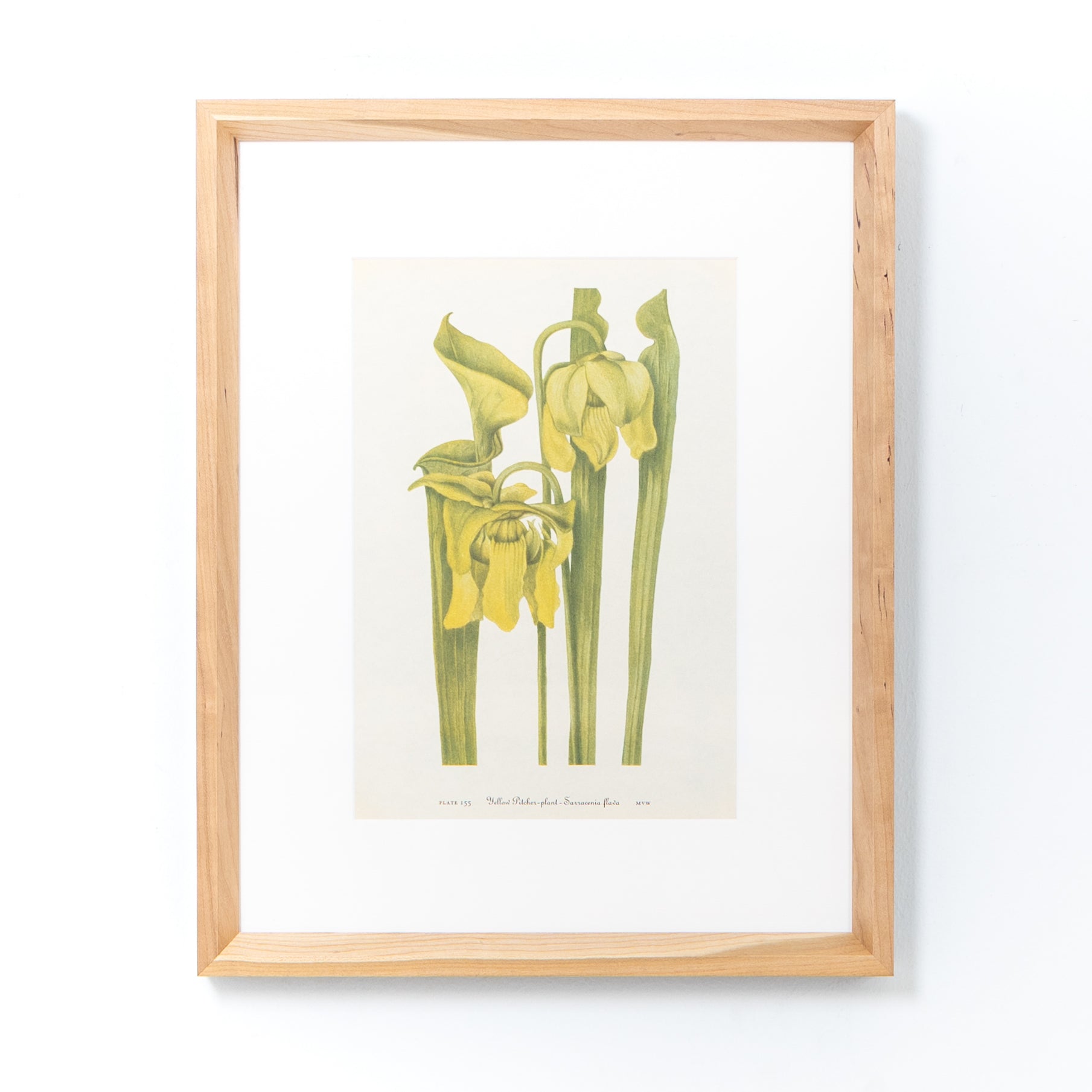 Cherry with White - Image 8