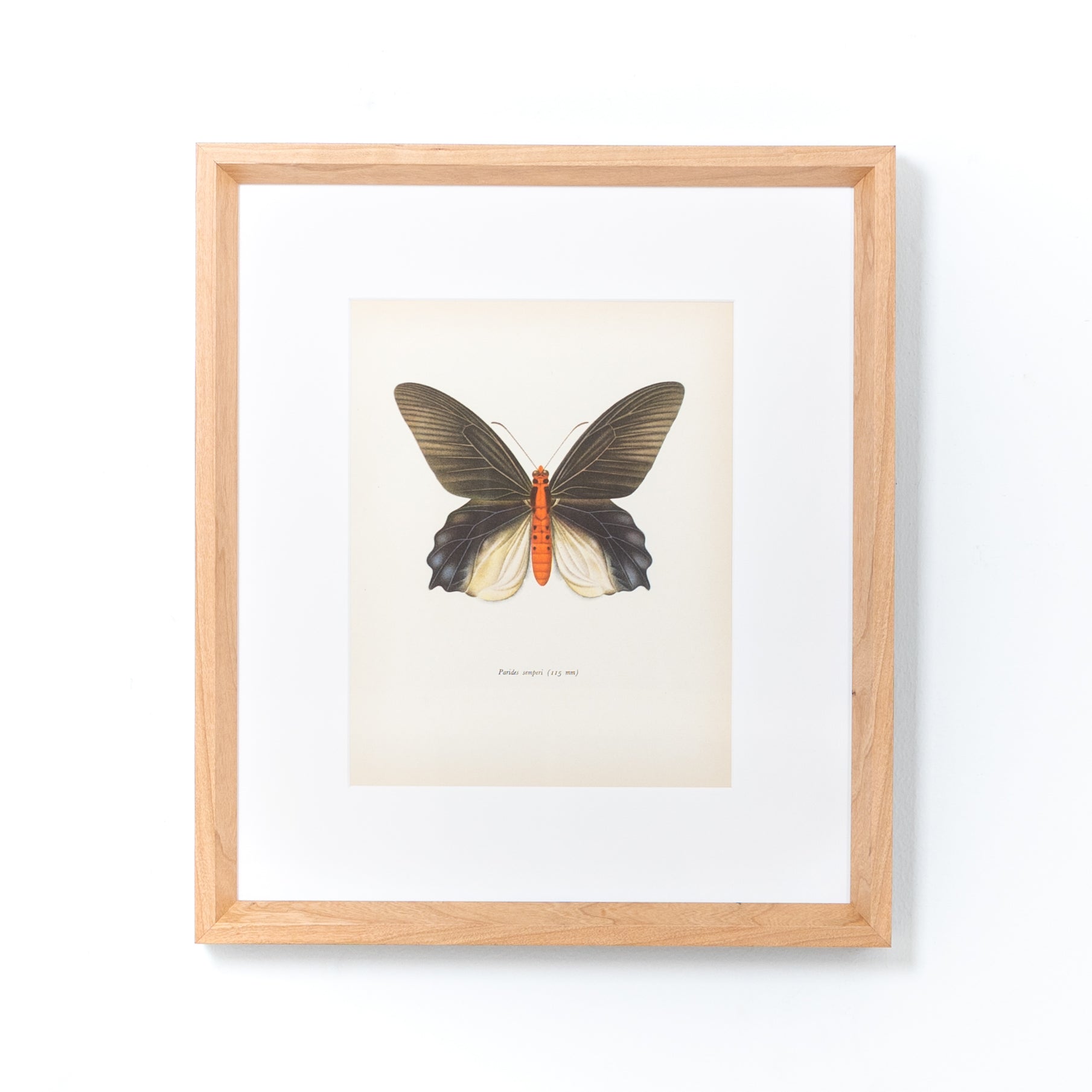 Cherry with White - Image 6