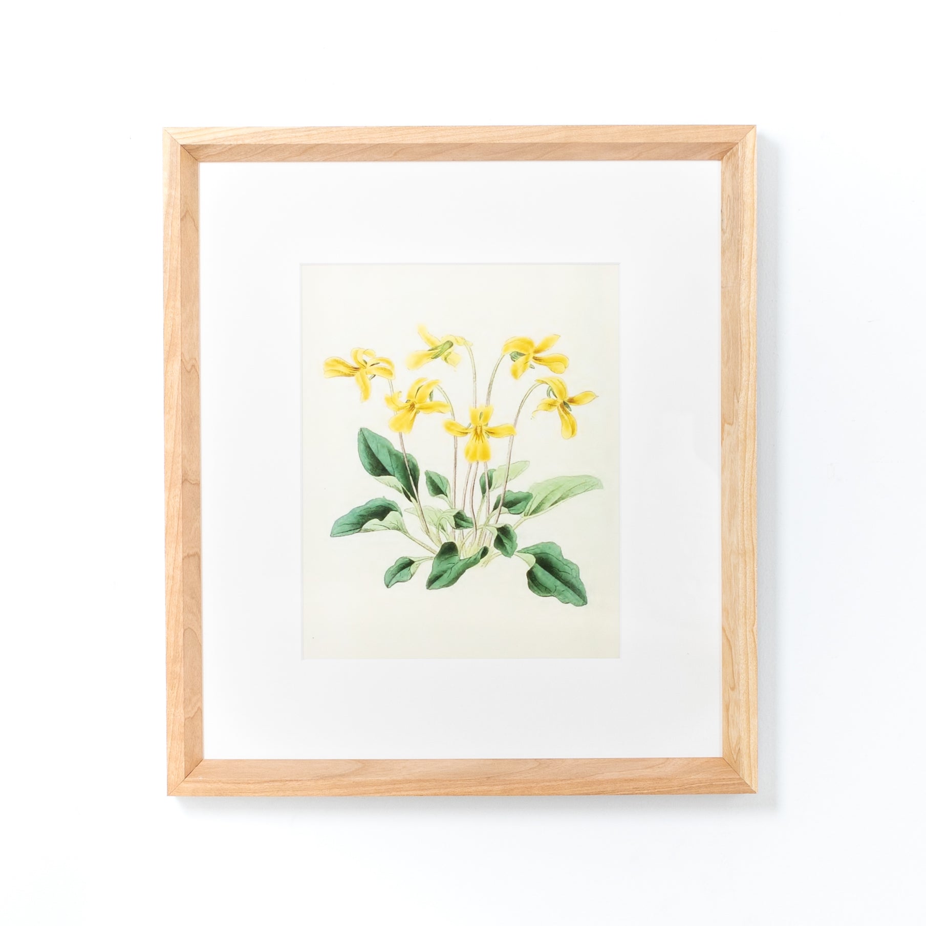 Cherry with White - Image 2